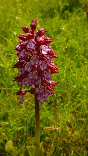 orchis purpurea